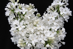 Snow Cap