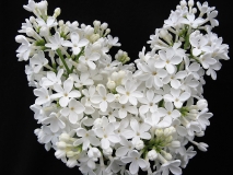 Snow_Cap_LNT
