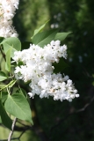 Snowflake_2013_HP_TP_10