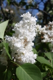 Snowflake_2013_HP_TP_12
