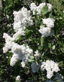 Snowflake_2013_HP_TP_16