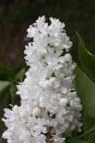 Snowflake_2013_HP_TP_4