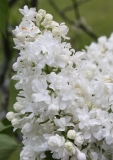 Snowflake_2013_HP_TP_5