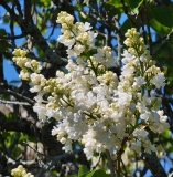 Snowflake_20210511_HP_MLD_2