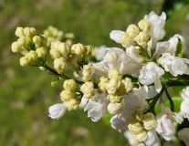 Snowflake_20210511_HP_MLD_3