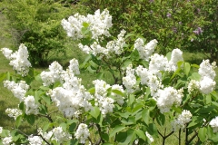 Snowflake_CH