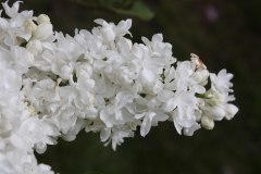 Snowflake_HP_TP_7