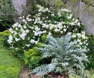 Snowy_202104_Shakespeare_Garden_Huntington_Library_LA_CA_JS
