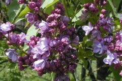 Sobra
