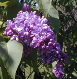 Sobra_2003_HP_MM__DM_2