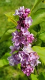 Sobra_20210511_HP_MLD_1