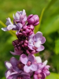 Sobra_20210511_HP_MLD_3