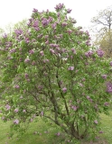 Sobra_ZB_1