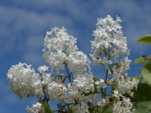 Sonia_Colfax_201906_CV_MLD_2
