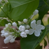 Sonia_Colfax_2019_LM_CF