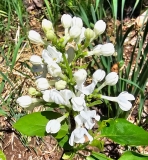 Sonia_Colfax_20240418_MLD_MLD