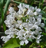 Sonia_Colfax_20240420_MLD_MLD