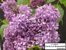 Sorok_Let_Komsomola_LNT