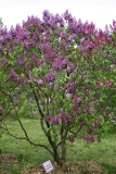 Sorok_Let_Komsomola_TP_1