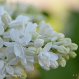 Souvenir_dAlice_Harding_2019_LM_CF