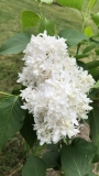 Souvenir_dAlice_Harding_2021_MP_KA
