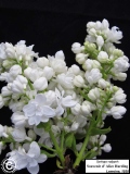 Souvenir_dAlice_Harding_LNT_2