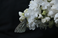 Souvenir_dAlice_Harding_TRD_TP_8