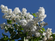 Sovetskaya_Arktika_20180521_LMSU_MLD_4