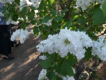 Sovetskaya_Arktika_20180526_PGBG_MLD_2