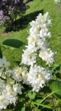 Sovetskaya_Arktika_20220513_HP_MLD