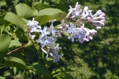 Spectabilis