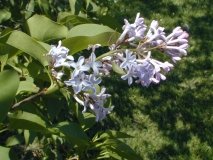 Spectabilis_2003_HP_MM__DM_1