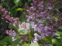 Spectabilis_2003_HP_MM__DM_2