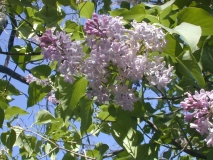 Spectabilis_2003_HP_MM__DM_3