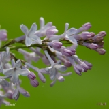 Spectabilis_2019_LM_CF