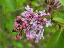 Spectabilis_20210511_HP_MLD