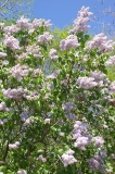 Spectabilis_CH_1