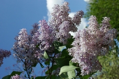 Spectabilis_CH_2