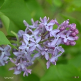 Spring_Dawn_2019_LM_CF