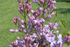 Spring Parade
