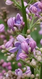 Spring_Parade_20210412_MLD_MLD_2