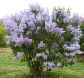 Spring_Parade_KP_HI