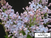 Spring_Parade_LNT