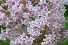Springtime