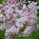 Springtime_2019_LM_CF