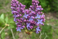 Springvale Blue