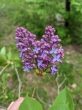 Springvale_Blue_202305_Maine_Mary_Suitor
