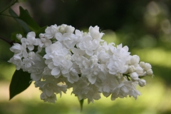 St._Joan_20110527_Main_BG_TP_1