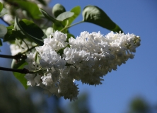 St._Joan_20110527_Main_BG_TP_2