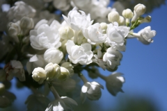 St._Joan_20110527_Main_BG_TP_3